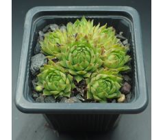 Sempervivum DOKTOR ZDENEK