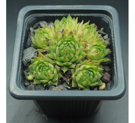 Sempervivum DOKTOR ZDENEK