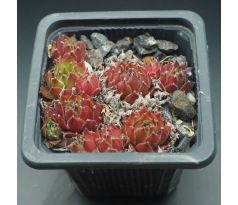 Sempervivum BERNIA