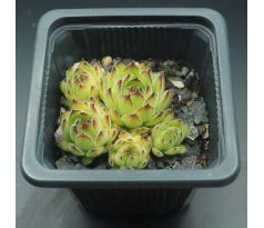 Sempervivum MACEDONICUM EX KORAB, ALBANIA