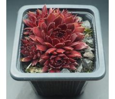 Sempervivum ZHANE