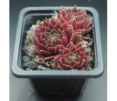 Sempervivum DAKOTA