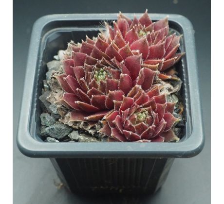 Sempervivum DAKOTA