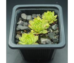 Sempervivum ELEKTRIK GREEN