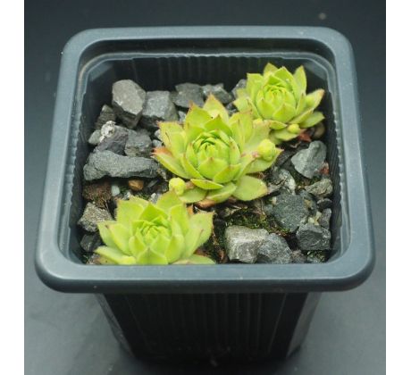 Sempervivum ELEKTRIK GREEN