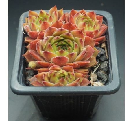 Sempervivum LENTEZON