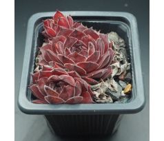 Sempervivum BROCK