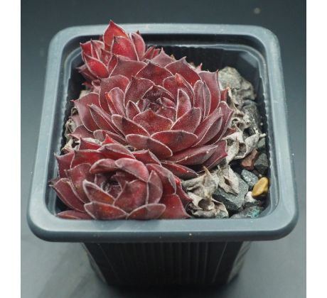 Sempervivum BROCK