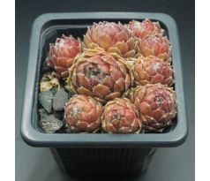 Sempervivum AMBERGREEN