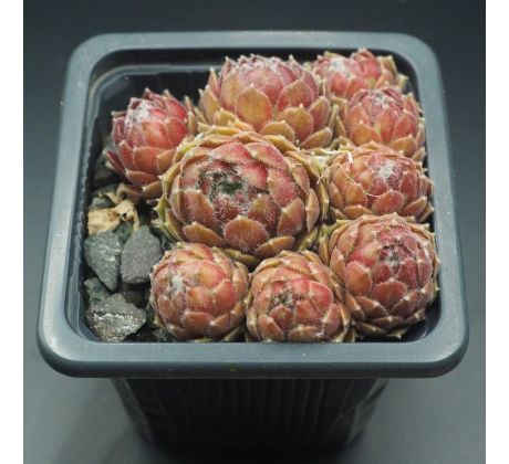 Sempervivum AMBERGREEN