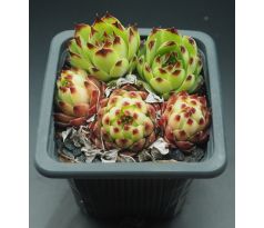 Sempervivum PETITE CÉÜSE