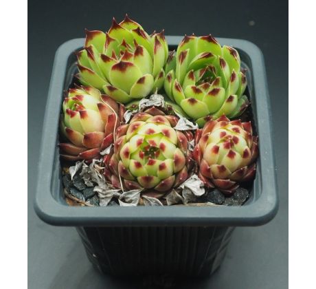 Sempervivum PETITE CÉÜSE