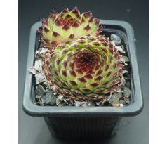 Sempervivum EXTRA