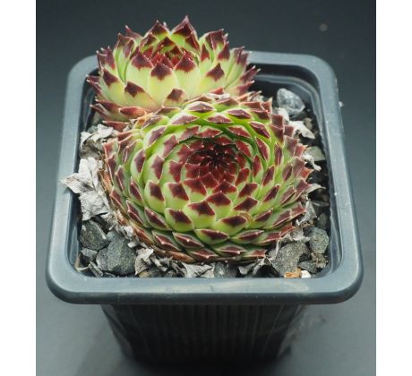 Sempervivum EXTRA