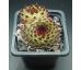 Sempervivum EXTRA