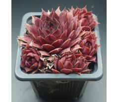 Sempervivum FLAMINGO 2