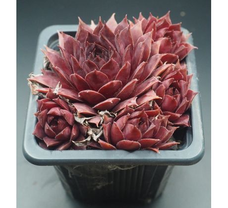 Sempervivum FLAMINGO 2