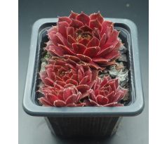 Sempervivum RED BEAM