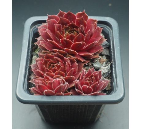 Sempervivum RED BEAM