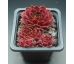 Sempervivum RED BEAM