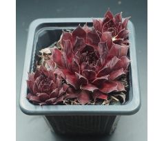 Sempervivum LAVA FLOW