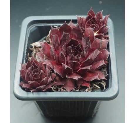 Sempervivum LAVA FLOW