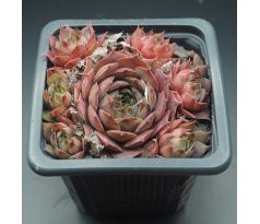 Sempervivum EUGENIA