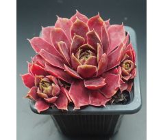 Sempervivum BUFFY`S DOLL