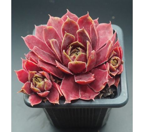 Sempervivum BUFFY`S DOLL