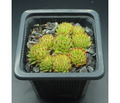 Sempervivum stiriacum ex glucknerge