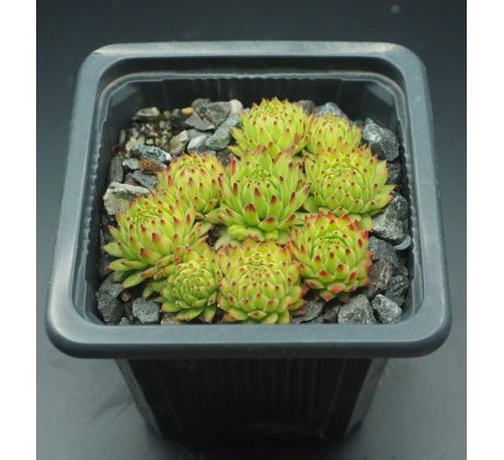 Sempervivum stiriacum ex glucknerge