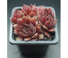 Sempervivum PACIFIC SONATA