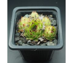 Sempervivum DEBILE