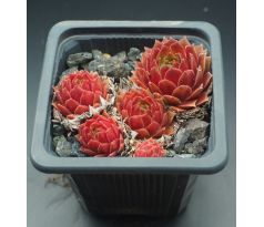 Sempervivum GLORIOSUM