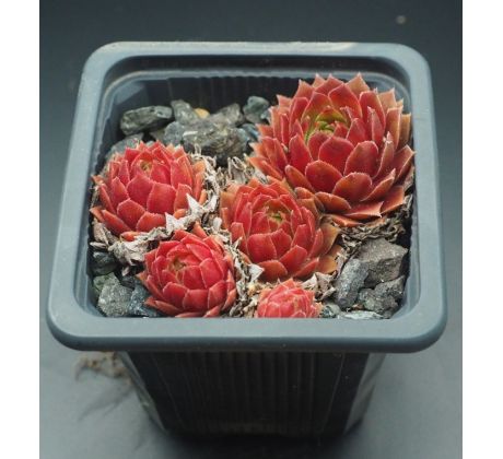 Sempervivum GLORIOSUM