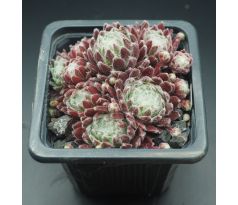 Sempervivum AMERICANOS