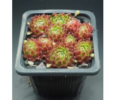 Sempervivum FORD`S SPRING