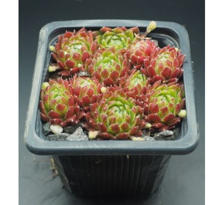 Sempervivum FORD`S SPRING