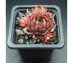 Sempervivum BRAMIRA