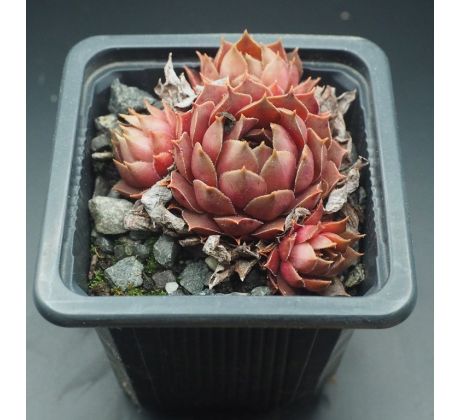 Sempervivum BRAMIRA