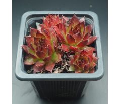 Sempervivum PITON