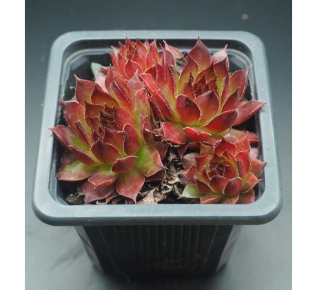 Sempervivum PITON