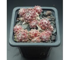 Sempervivum SILVER THAW