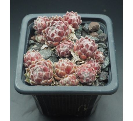 Sempervivum SILVER THAW