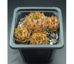 Sempervivum BRITTA