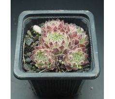 Sempervivum ANDRE SMITS