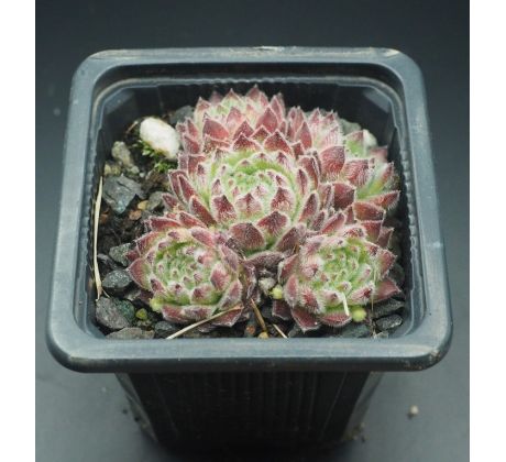 Sempervivum ANDRE SMITS