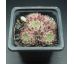 Sempervivum ANDRE SMITS