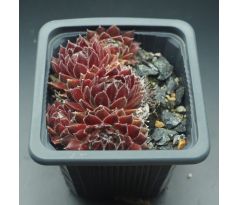 Sempervivum ISABELLE