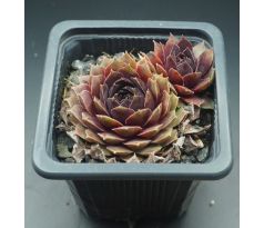 Sempervivum ARNO